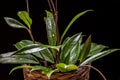 Wax plant hoya pubicalyx on a dark background. Royalty Free Stock Photo