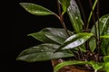 Wax plant hoya pubicalyx - variegated foliage on a black background. Royalty Free Stock Photo