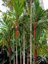 Wax Sealing Palm or Lipstick Palm, Cyrtostachys renda