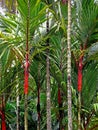 Wax Sealing Palm or Lipstick Palm, Cyrtostachys renda