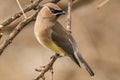 Wax wing over the shoulder Royalty Free Stock Photo