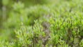 Waxberry or Ghostberry. Popular ornamental garden plant. Symphoricarpos albus. Green bush with leaves of a snowberry Royalty Free Stock Photo