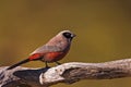 Waxbill Royalty Free Stock Photo