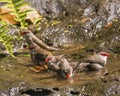 Waxbill Bath Time