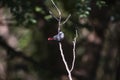A waxbill on a branch Royalty Free Stock Photo