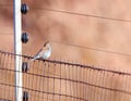 Waxbill on the fence Royalty Free Stock Photo