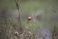 Waxbill looking for food in the grass Royalty Free Stock Photo