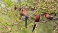 Waxbill, Violet-eared - 3 Brothers