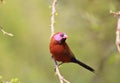 Waxbill, Violeteared -African Gamebird and Pride 3