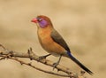 Waxbill, Violeteared - Sleeping Beauty