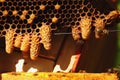 Waxen cottage for growing of chapter of bee family. Queen bees Royalty Free Stock Photo