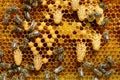 Waxen cottages for growing of chapter of bee family. TThe birth of a new queen of bees.