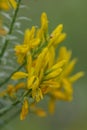 Dyerâs broom Genista tinctoria, yellow flowers in close-up Royalty Free Stock Photo