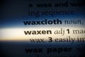 Waxen Royalty Free Stock Photo