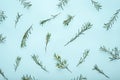 Waxflower composition, twigs chamelaucium on blue background