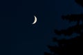 Waxing Crescent Moon next to a silouhette of a tree