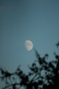 Waxing gibbous on a blue sky in the evening