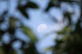 A waxing gibbous daytime moon in the evening sky Royalty Free Stock Photo