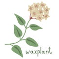 Waxplant vector flower