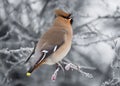 Waxwing