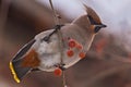 Waxwing bird apple branch