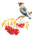 Waxwing bird and ashberry Royalty Free Stock Photo