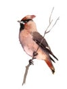 Waxwing Bird on the branch Watercolor Fall Illustration Hand Painted