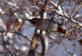 Waxwing bird eats berry  on tree branch and snow in winter city Royalty Free Stock Photo