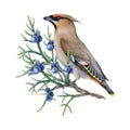 Waxwing bird on the juniper branch watercolor illustration. Bombycilla garrulus avian. Hand drawn waxwing wildlife