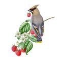 Waxwing bird on a raspberry branch. Watercolor illustration. Hand painted wild forest bird on a branch with red berries