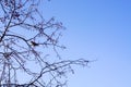 The waxwing bird sits on the branches of an apple tree, against the backdrop of a clean blue sky, wallpaper, background Royalty Free Stock Photo