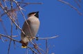 Waxwing bird sits on tree branch in spring forest Royalty Free Stock Photo