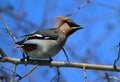 Waxwing bird sits on tree branch in spring forest Royalty Free Stock Photo
