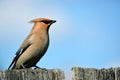 Waxwing bird