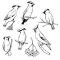 Waxwing birds.Vector  illustration Royalty Free Stock Photo
