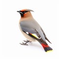 Waxwing Bombycilla garrulus, beautiful wild songbird bird, portrait, isolated on white