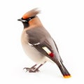 Waxwing Bombycilla garrulus, beautiful wild songbird bird, portrait, isolated on white