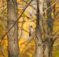 Waxwing, a couple Bombycilla garrulus on the branch