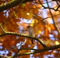 Waxwing, Bombycilla garrulus on the branch