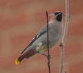 Waxwing (Bombycilla garrulus) on Perch