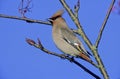 Waxwing, Bombycilla garrulus Royalty Free Stock Photo