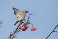 Waxwing, Bombycilla garrulus Royalty Free Stock Photo