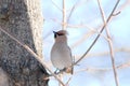 Bohemian Waxwing Royalty Free Stock Photo