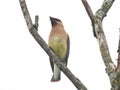 Waxwing on a Branch: A cedar waxwing bird sings while perched on a tree branch