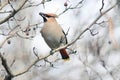 Waxwing on branches without leaves Royalty Free Stock Photo