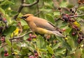 Waxwing chomping on plums