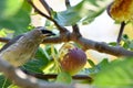 Waxwing Eating Yellow Fig 02 Royalty Free Stock Photo
