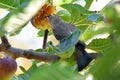 Waxwing Eating Yellow Fig 03 Royalty Free Stock Photo