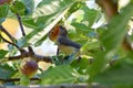 Waxwing Eating Yellow Fig 08 Royalty Free Stock Photo