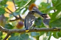 Waxwing on Fig Branch 04 Royalty Free Stock Photo